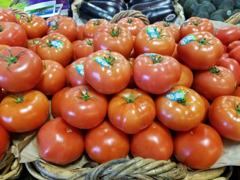 Jersey tomatoes