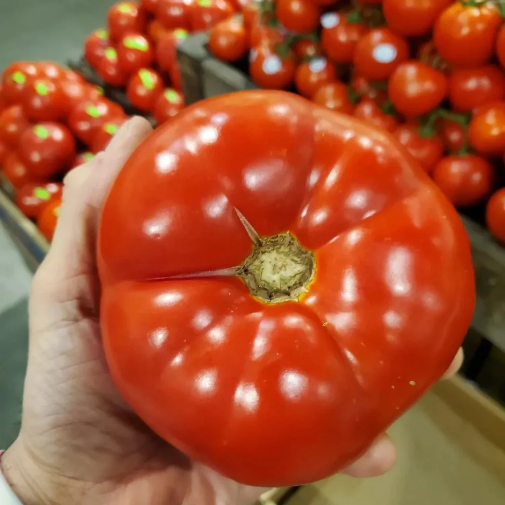 Jersey tomatoes